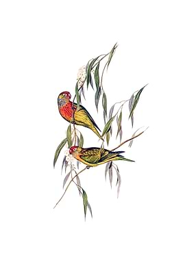 Vintage Lorikeet Parrot