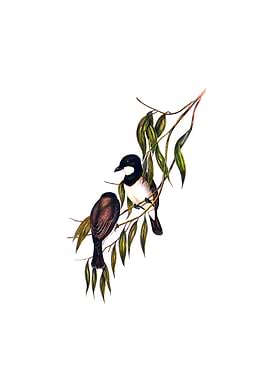 White Breast Whistler Bid