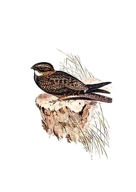 White Throat Ear Nightjar