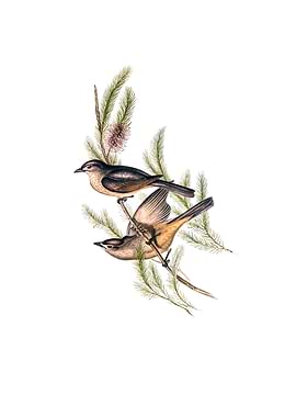 Buff Bellied Shrike Thrush