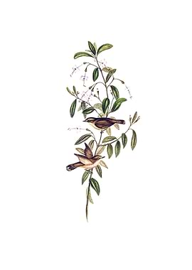 Fuscous Gerygone Bird