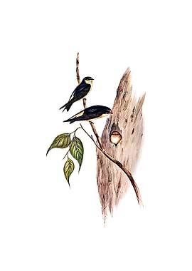Tree Martin Swallow Bird