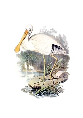Yellow Legged Spoonbill