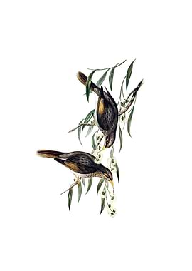 Sombre Honeyeater Bird