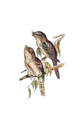 Tawny Frogmouth Bird