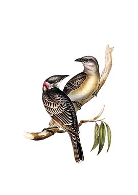 Vintage Great Bower Bird