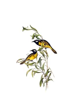 White Ear Honeyeater Bird