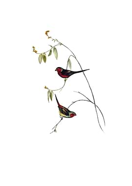 Vintage Crimson Finch Bird