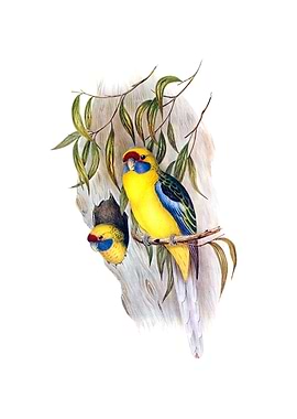 Yellow Bellied Parakeet