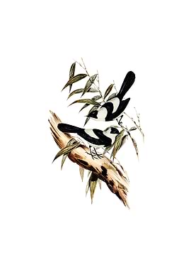 Pied Monarch Flycatcher