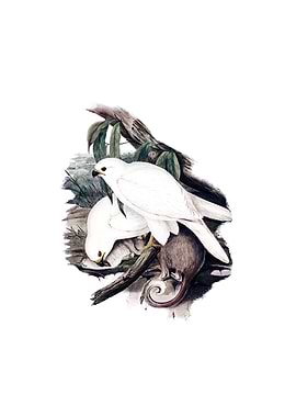 Vintage White Goshawk Bird