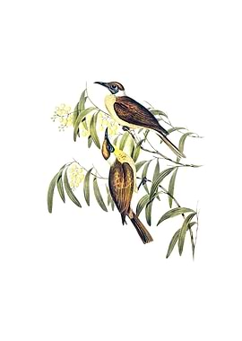 Yellow Throated Friar Bird