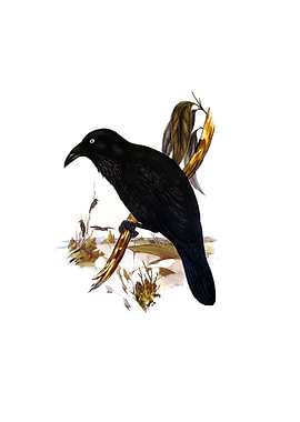 White Eyed Crow Bird