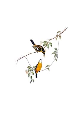 Yellow Breasted Flycatcher