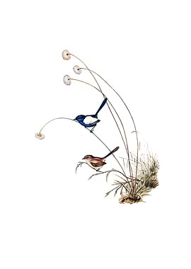White Winged Wren Bird