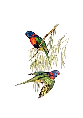 Red Collared Lorikeet