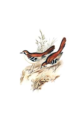 Eastern Scrub Robin Bird