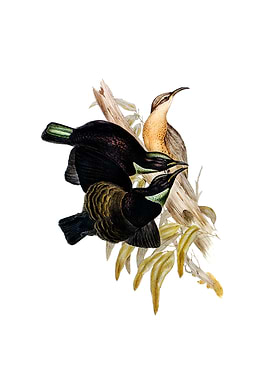 Victorias Lesser Riflebird