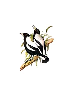 Tasmanian Crow Shrike Bird