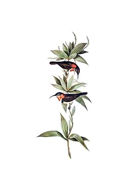 White Eyebrowed Spine Bill