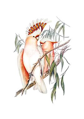 Major Mitchells Cockatoo