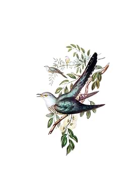 Australian Cuckoo Bird