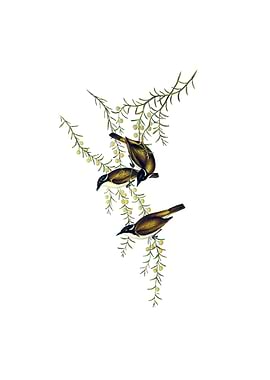 White Throated Honeyeater