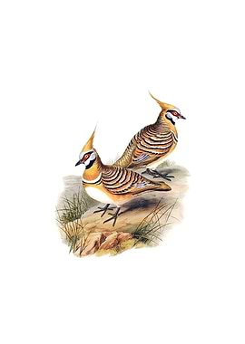 White Bellied Bronzewing