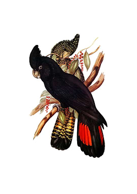 Red Tailed Black Cockatoo