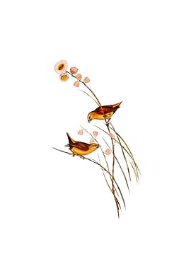 Yellow Rumped Finch Bird