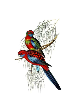 Pennants Parakeet Bird