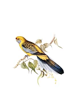 Yellow Rumped Parakeet