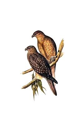 Whistling Kite Bird