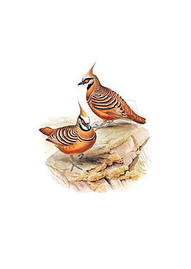 Rust Colored Bronzewing