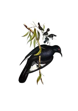 White Winged Chough Bird