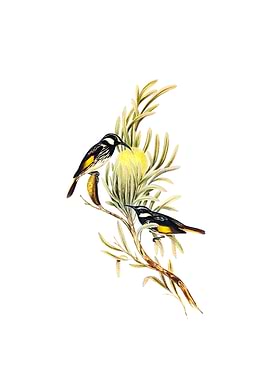 Moustached Honeyeater Bird