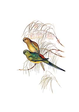 Red Backed Parakeet Parrot