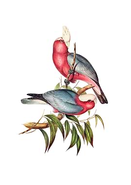 Rose Breasted Cockatoo