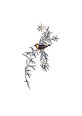 Orange Fronted Chat Bird