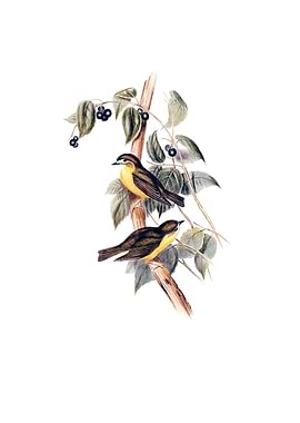 Large Headed Robin Bird