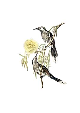 Wattlebird Honeyeater