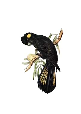 Yellow Tail Black Cockatoo
