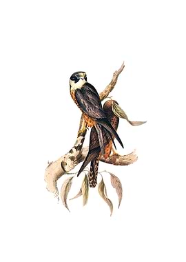 White Fronted Falcon Bird