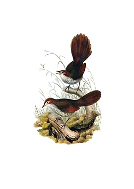 Rufous Headed Bristle Bird