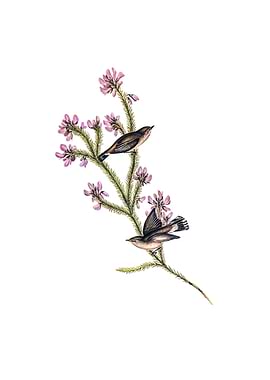 Western Gerygone Bird