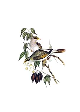 Yellow Throated Miner Bird