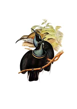 Magnificent Rifle Bird