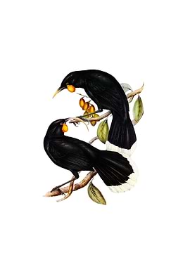 Vintage Huia Bird