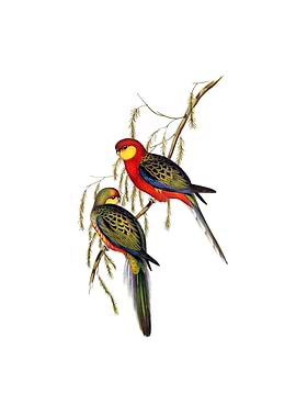 Western Rosella Parrot