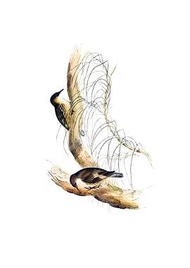 White Throat Tree Creeper